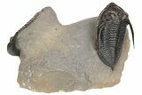 Zlichovaspis Trilobite With Two Reedops - Morocco #198135-1